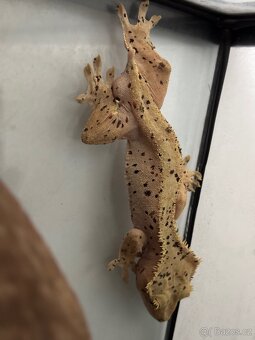 Terárium + pagekon - 5