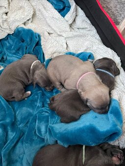 Americký stafordšírský teriér - 5