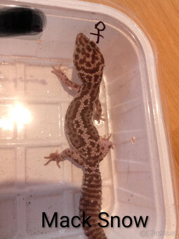 Gekončíci noční ( Eublepharis macularius ) - 5