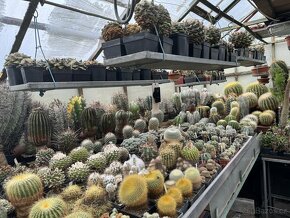 Prodám kaktusy - sbírka - 5