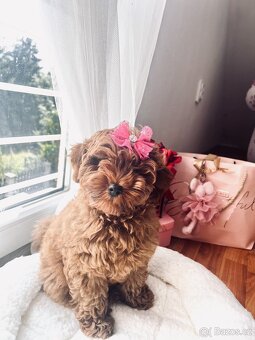 Maltipoo holčička - 5