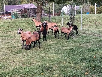 Kamerunská ovce - 5