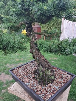 Bonsai,bonsaj Modřín - 5