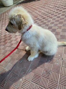 K adopci: Sicilská princezna Ribolla - 5