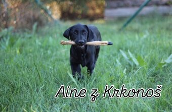 Labrador retrívr trial linie - 5