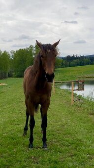 Potřebuju se zbavit tohoto koně typu Lusitano - 5