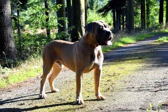 Cane Corso štěňátka s FCI PP - 5