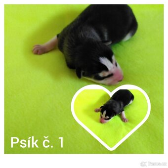 Sibírsky husky hasky - 5