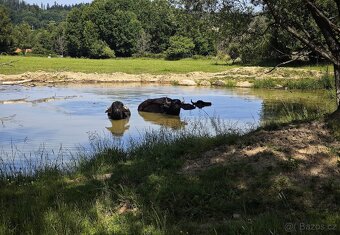 Buvol domácí (bahenní) - 5