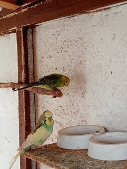 Prodám andulky vlnkované - 5