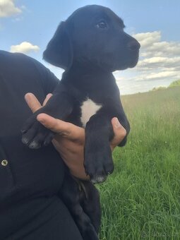 Stěně Labrador - 5