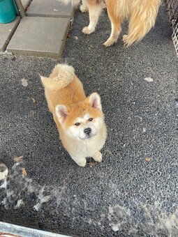 Štenátka Akita inu - 5