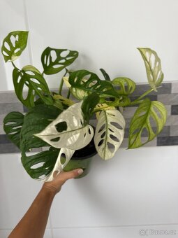 Monstera Adansonii Japanese Tricolor - 5