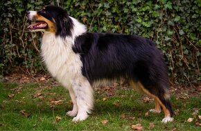 Krytí chovným psem- Australský ovčáka s PP - 5