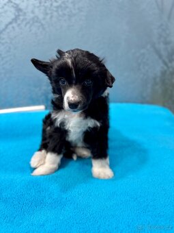 Čínský chocholatý pes s PP - labutěnka Carl - 5