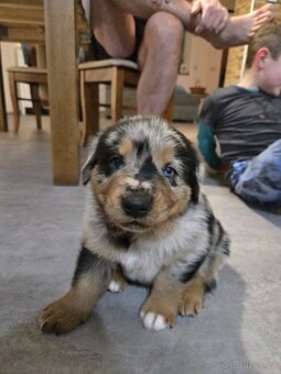 Štěňata  Rottweiler × Australský ovčák - 5