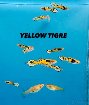 Endlerky čisté linie - 5