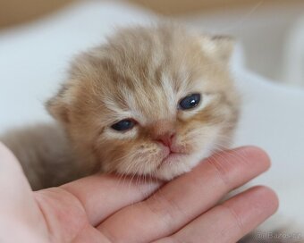 Britská koťátka s PP - 5