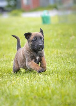 Belgický ovčiak Malinois šteniatko s pp rodokmeňom - 5