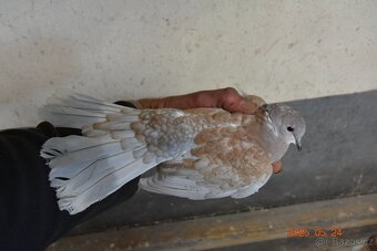 Prodám hrdličky -hybridní F1. Zahradní x Chechtavá - 5