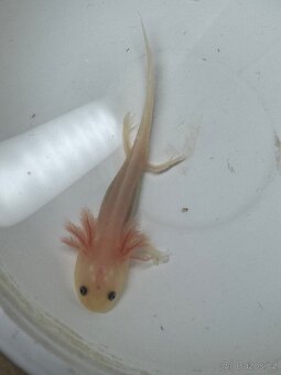 Axolotl - 5