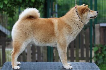 Shiba Inu s PP FCI - 5