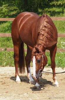 Quarter Horse Valach 2021 - 5