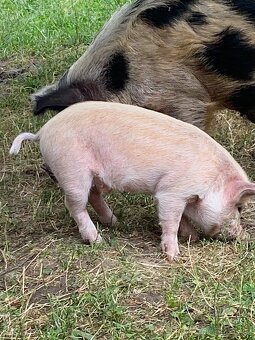 Kune Kune - 5