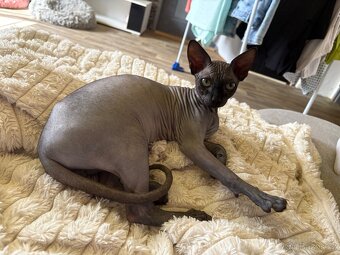 Kanadsky sphynx kryti - 5