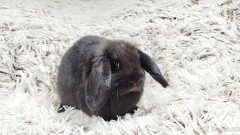 Zakrslý beránek, králíček, králík - BRUNO - 5