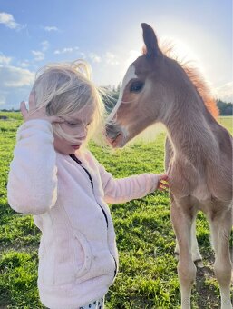 Welsh Pony B - 5