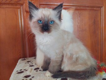 Ragdoll - 5