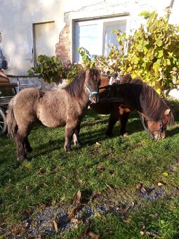 Shetland pony s pp - 5