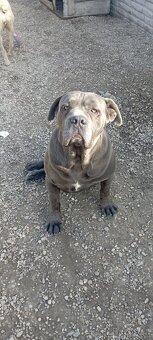 Cane Corso šteniatka - 5