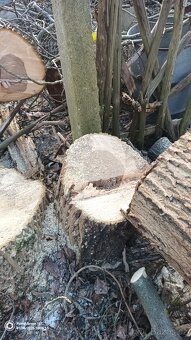 Ořechové dřevo - 5