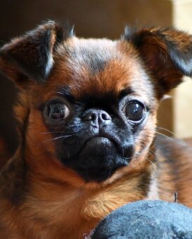 brabantík - štěně s pp - 5