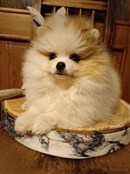 POMERANIAN s PP - 5
