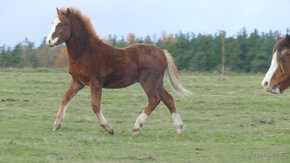 Welsh mountain pony, sekce A - 5