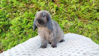 Zakrslý beránek, králíček, králík - PATRIK - 5