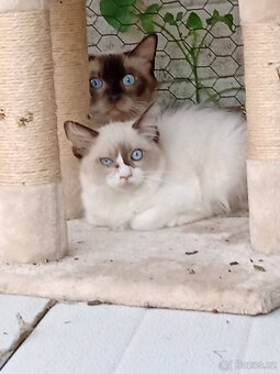 Ragdoll - 5