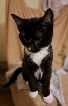 Tříměsíční kocourek - 5