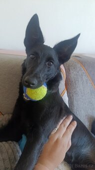 Kříženec, fena 9 měsíců hledá domov - 5