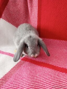 Zakrslý beránek králíček - 5