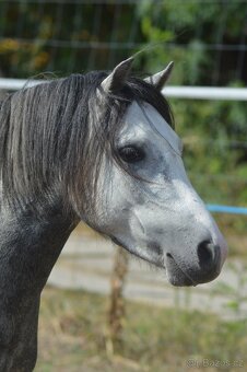 Welsh mountain pony 6 let - 5