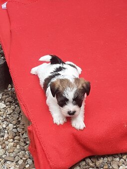 Jack russell terier - 5