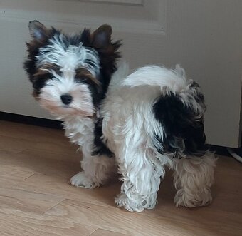 Biewer yorkshire terrier - 5