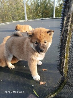 Shiba-Inu - štěňata - 5
