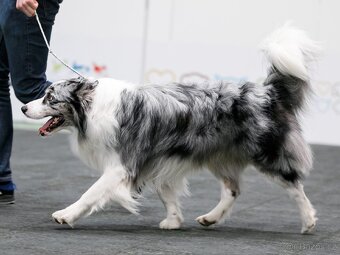 Nabídka ke krytí - border kolie - 5