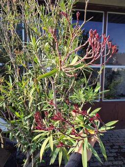 Oleandr přes 2m - 5