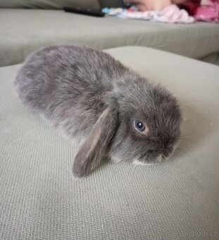 Zakrslý beránek králíček - 5